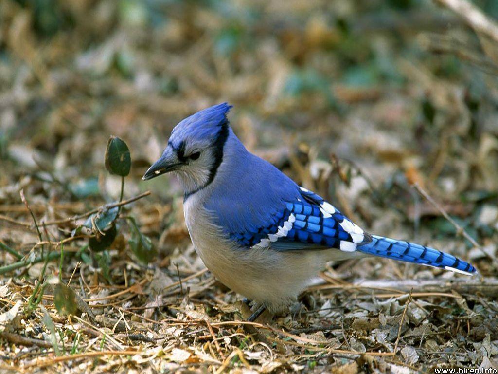 جیجاق کبود (Blue jay)