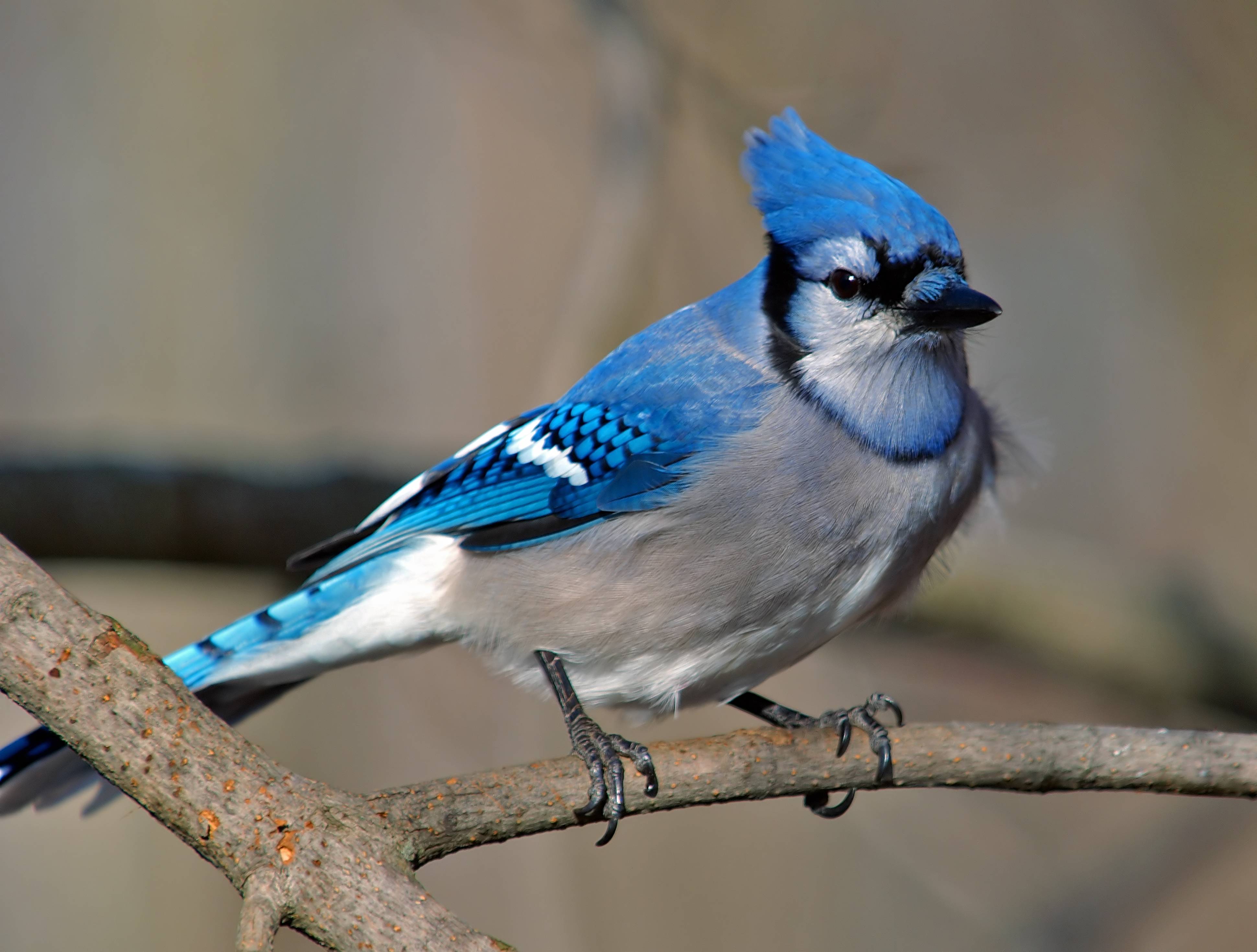 جیجاق کبود (Blue jay)