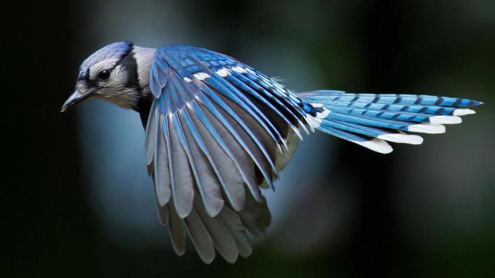 جیجاق کبود (Blue jay)