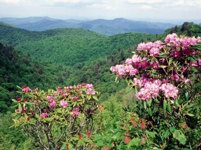 تصویر شماره 22 از آلبوم تصویر زمینه Blue Ridge Parkway