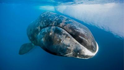 تصویر شماره 1 از آلبوم تصویر زمینه نهنگ قطبی (Bowhead whale)