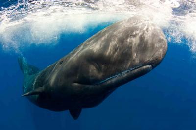 تصویر شماره 6 از آلبوم تصویر زمینه نهنگ قطبی (Bowhead whale)