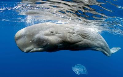 تصویر شماره 4 از آلبوم تصویر زمینه نهنگ قطبی (Bowhead whale)