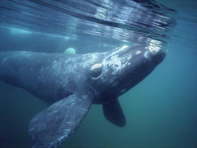 تصویر شماره 3 از آلبوم تصویر زمینه نهنگ قطبی (Bowhead whale)