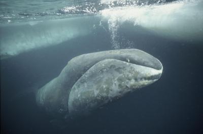 تصویر شماره 8 از آلبوم تصویر زمینه نهنگ قطبی (Bowhead whale)