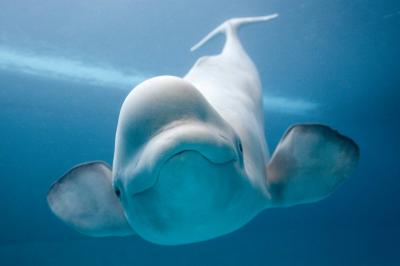 تصویر شماره 15 از آلبوم تصویر زمینه نهنگ قطبی (Bowhead whale)