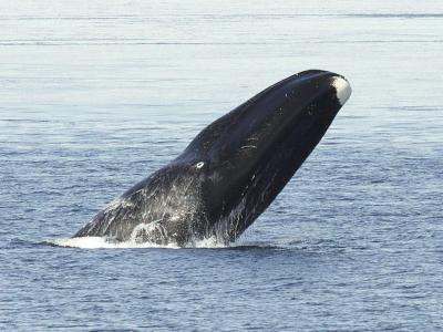 تصویر شماره 13 از آلبوم تصویر زمینه نهنگ قطبی (Bowhead whale)