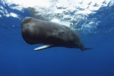 تصویر شماره 2 از آلبوم تصویر زمینه نهنگ قطبی (Bowhead whale)