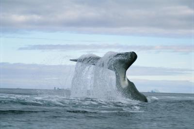 تصویر شماره 16 از آلبوم تصویر زمینه نهنگ قطبی (Bowhead whale)