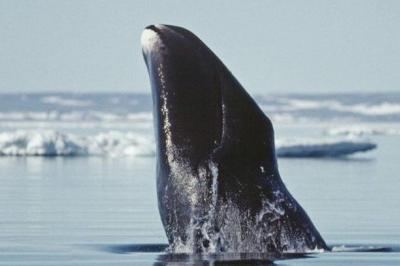 تصویر شماره 12 از آلبوم تصویر زمینه نهنگ قطبی (Bowhead whale)