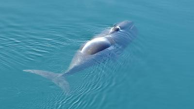 تصویر شماره 7 از آلبوم تصویر زمینه نهنگ قطبی (Bowhead whale)