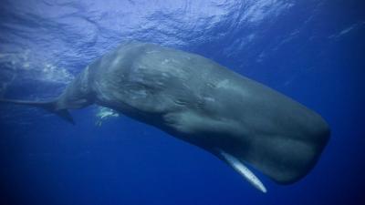 تصویر شماره 14 از آلبوم تصویر زمینه نهنگ قطبی (Bowhead whale)