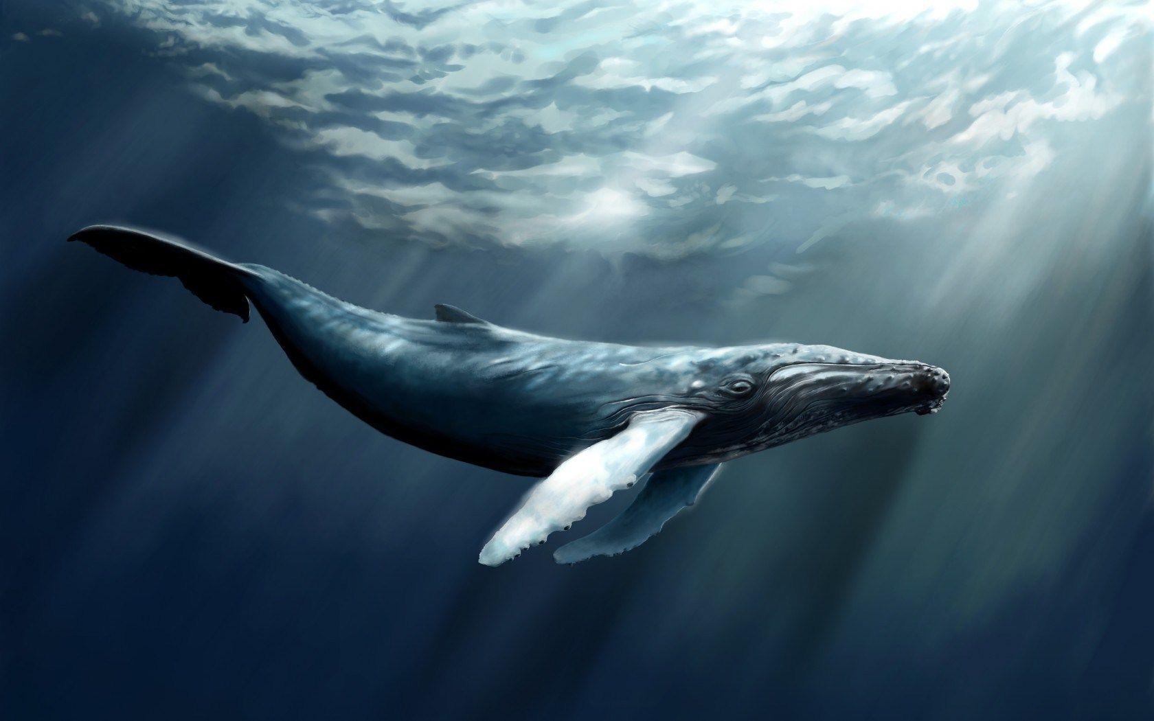نهنگ قطبی (Bowhead whale)