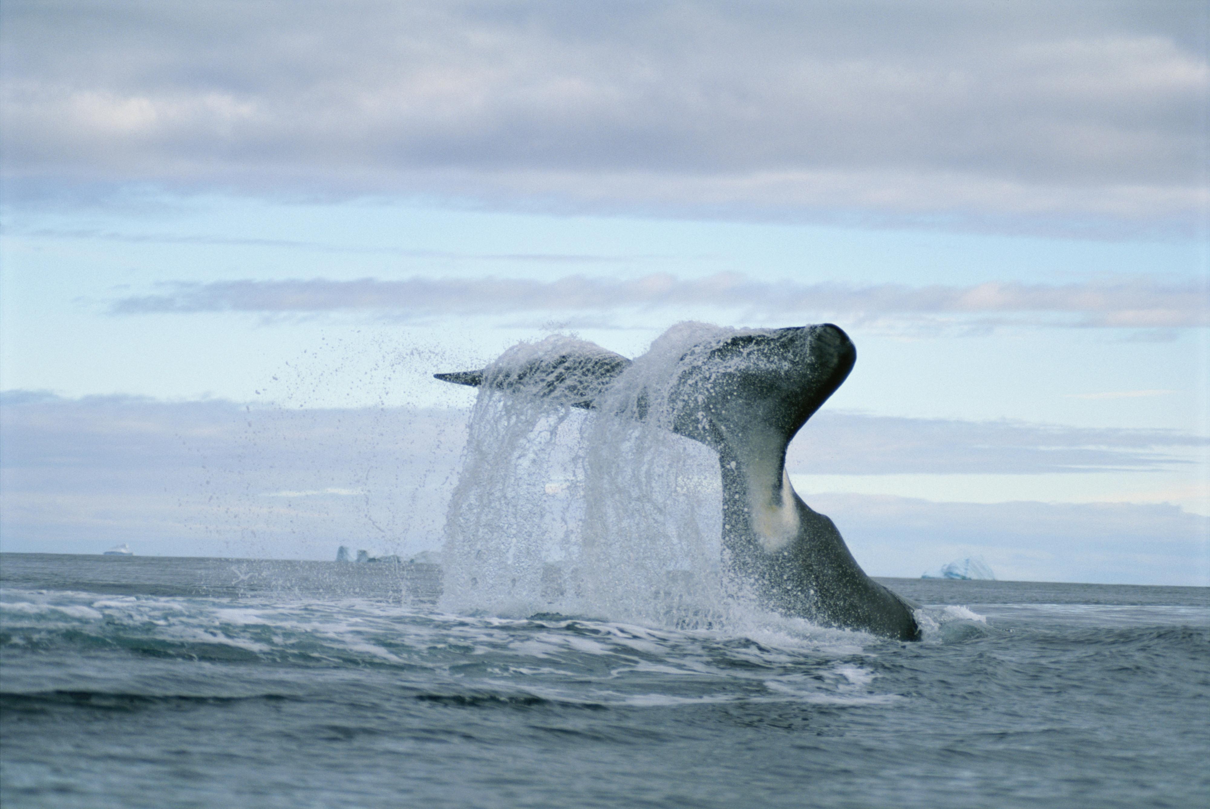 نهنگ قطبی (Bowhead whale)