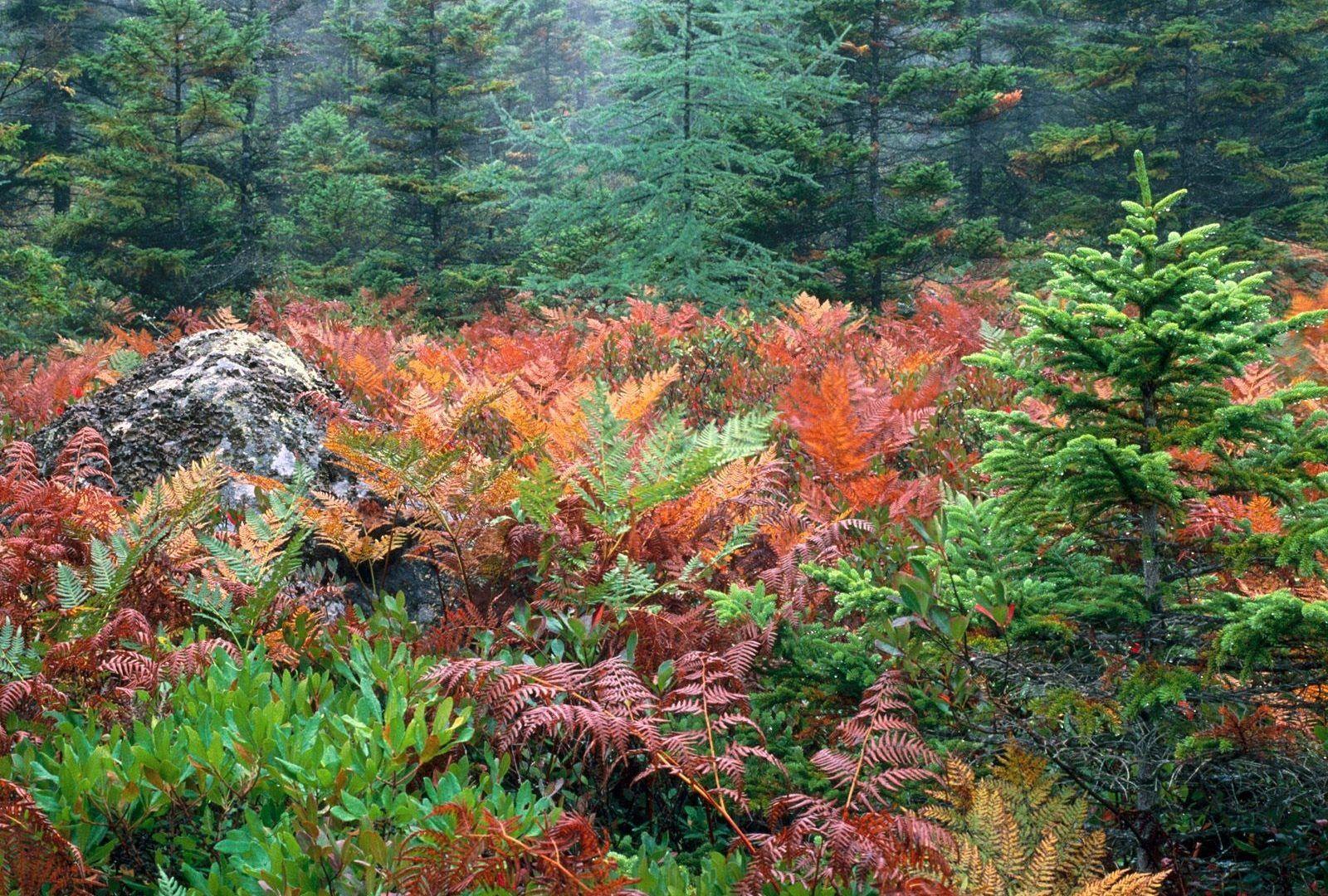 پارک ملی آکیدیا (Acadia National Park)