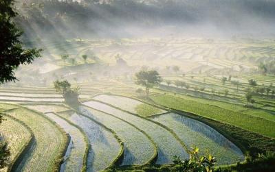 تصویر شماره 57 از آلبوم تصویر زمینه بالی (Bali)