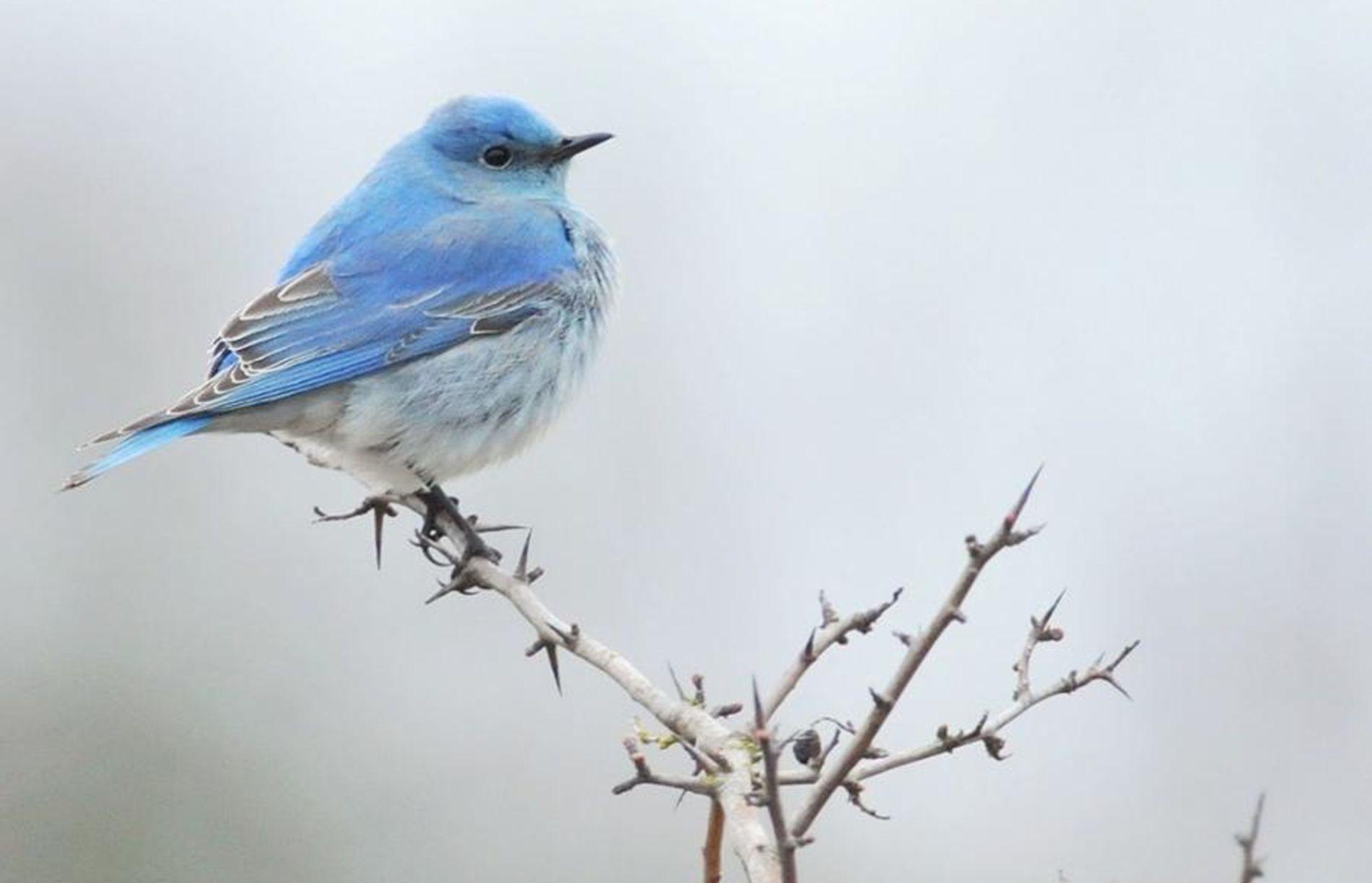 سیالیا (Bluebirds)