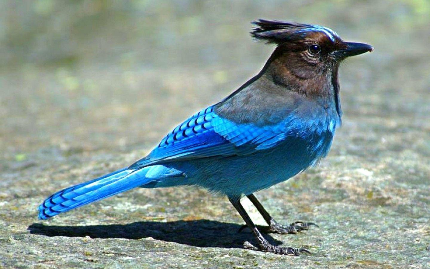 سیالیا (Bluebirds)