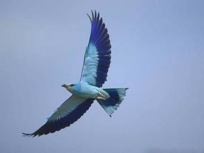 تصویر شماره 22 از آلبوم تصویر زمینه سیالیا (Bluebirds)