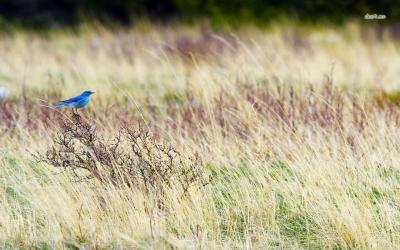 تصویر شماره 29 از آلبوم تصویر زمینه سیالیا (Bluebirds)