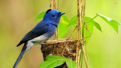 تصویر شماره 28 از آلبوم تصویر زمینه سیالیا (Bluebirds)