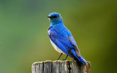 تصویر شماره 9 از آلبوم تصویر زمینه سیالیا (Bluebirds)