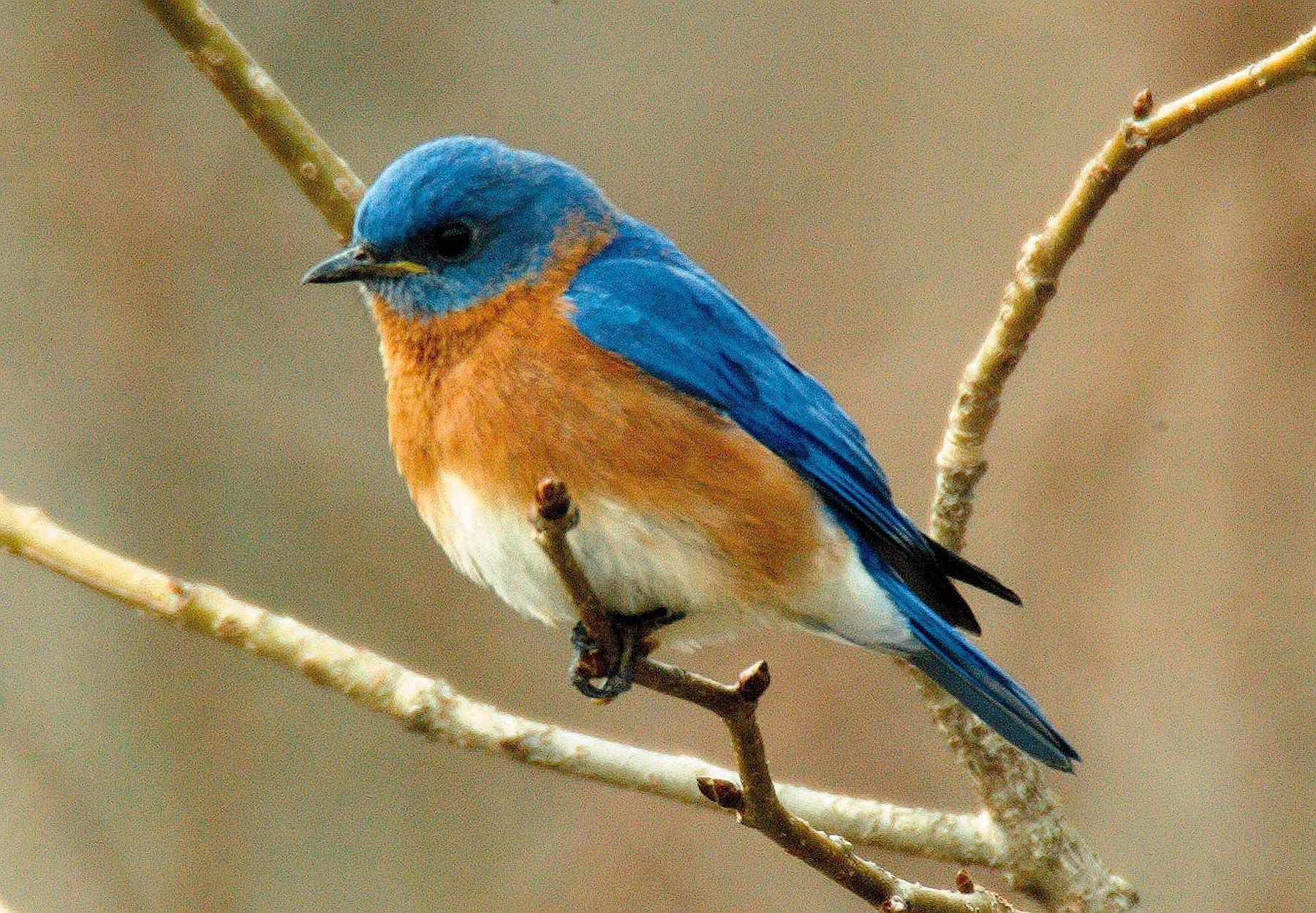 سیالیا (Bluebirds)