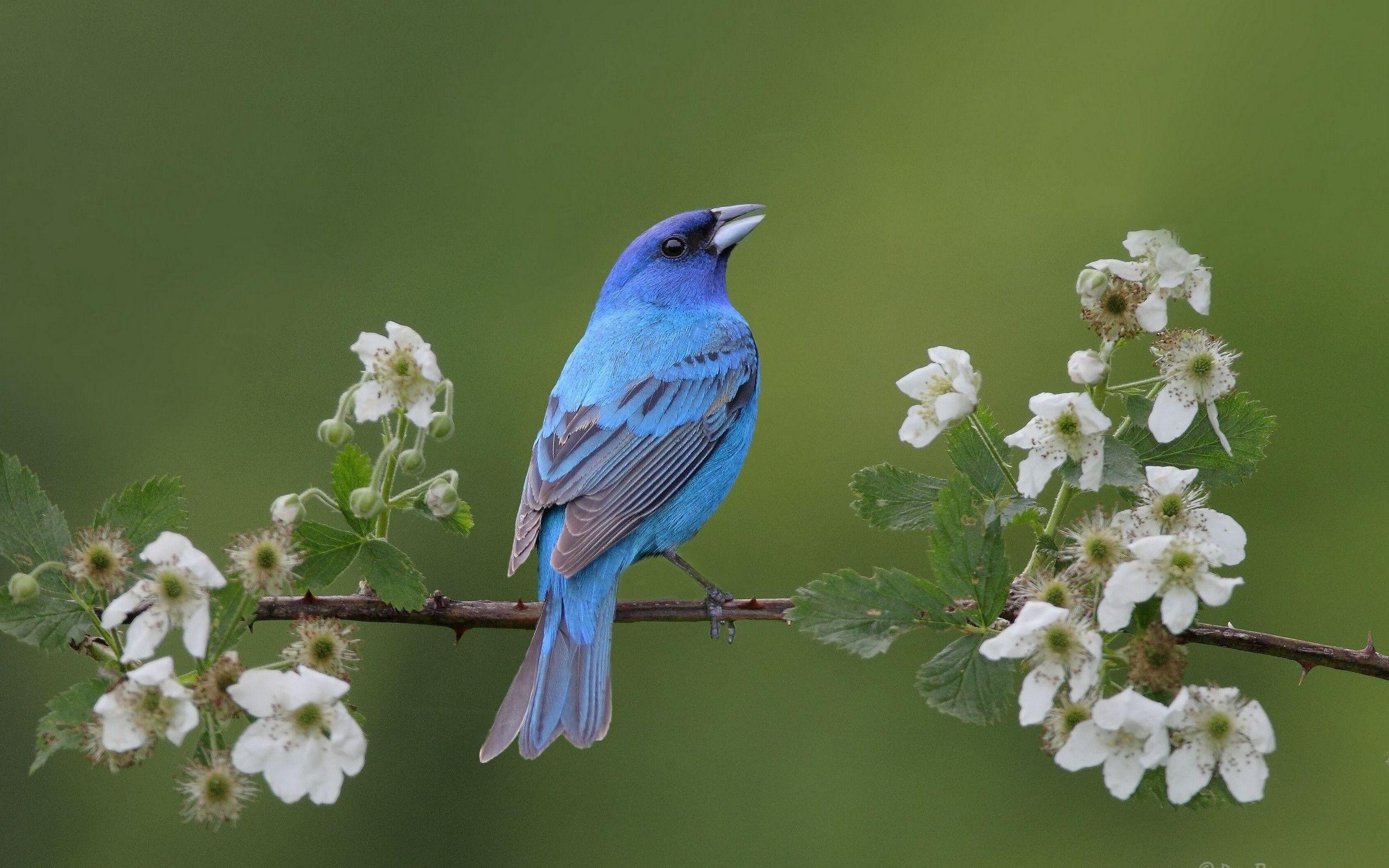 سیالیا (Bluebirds)