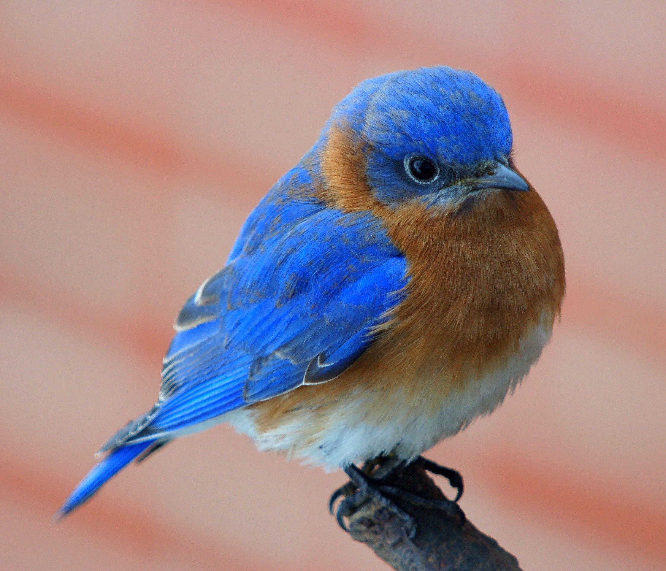 سیالیا (Bluebirds)