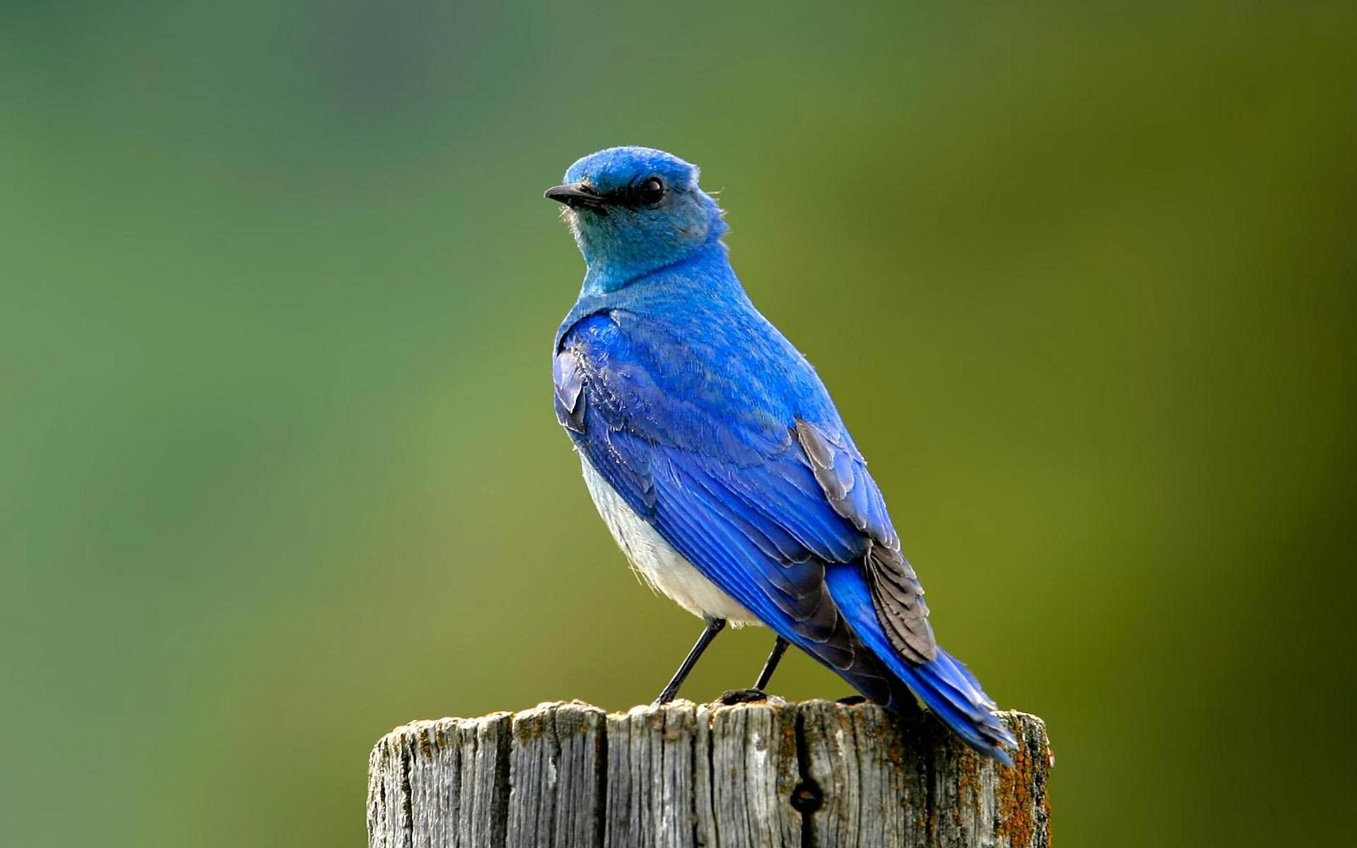 سیالیا (Bluebirds)