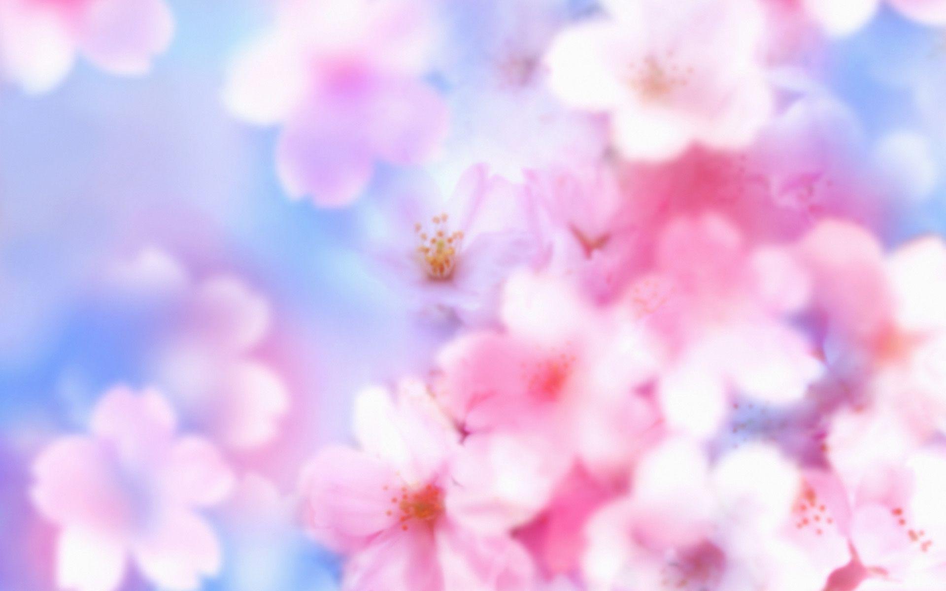 شکوفه های گیلاس (Cherry Blossoms)