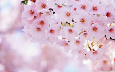 تصویر شماره 11 از آلبوم تصویر زمینه شکوفه های گیلاس (Cherry Blossoms)