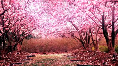 تصویر شماره 59 از آلبوم تصویر زمینه شکوفه های گیلاس (Cherry Blossoms)