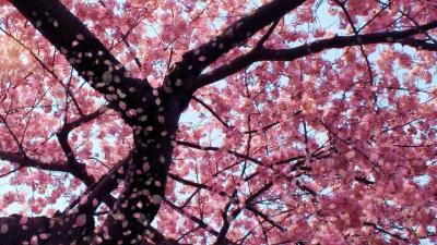 تصویر شماره 19 از آلبوم تصویر زمینه شکوفه های گیلاس (Cherry Blossoms)