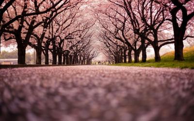 تصویر شماره 4 از آلبوم تصویر زمینه شکوفه های گیلاس (Cherry Blossoms)