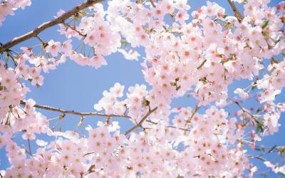 تصویر شماره 7 از آلبوم تصویر زمینه شکوفه های گیلاس (Cherry Blossoms)