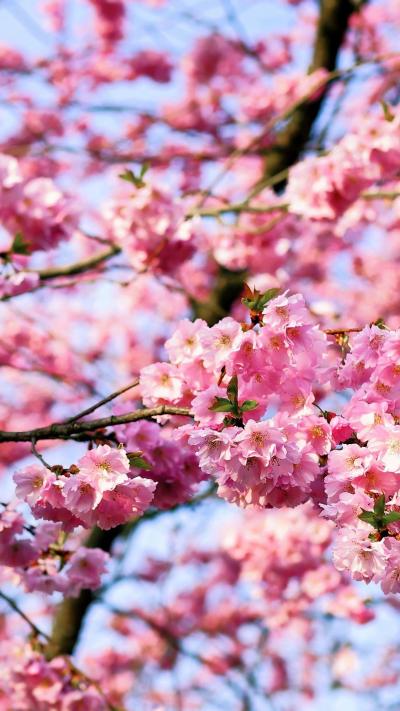 تصویر شماره 44 از آلبوم تصویر زمینه شکوفه های گیلاس (Cherry Blossoms)