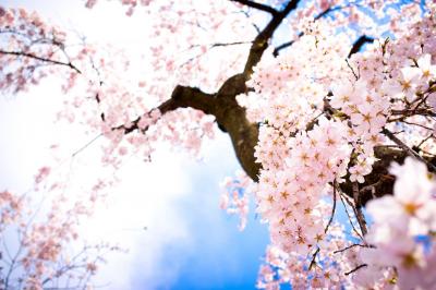 تصویر شماره 47 از آلبوم تصویر زمینه شکوفه های گیلاس (Cherry Blossoms)