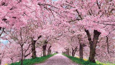 تصویر شماره 36 از آلبوم تصویر زمینه شکوفه های گیلاس (Cherry Blossoms)