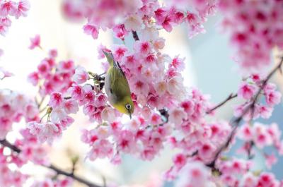 تصویر شماره 23 از آلبوم تصویر زمینه شکوفه های گیلاس (Cherry Blossoms)