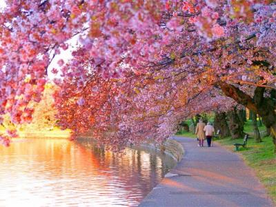 تصویر شماره 38 از آلبوم تصویر زمینه شکوفه های گیلاس (Cherry Blossoms)