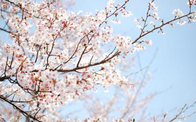 تصویر شماره 26 از آلبوم تصویر زمینه شکوفه های گیلاس (Cherry Blossoms)