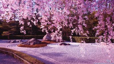 تصویر شماره 27 از آلبوم تصویر زمینه شکوفه های گیلاس (Cherry Blossoms)