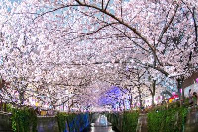 تصویر شماره 1 از آلبوم تصویر زمینه شکوفه های گیلاس (Cherry Blossoms)