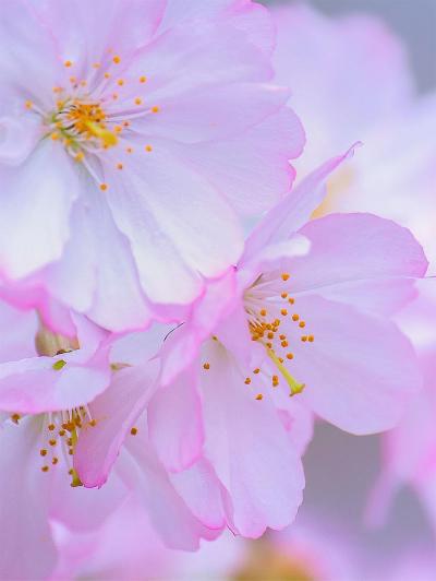 تصویر شماره 16 از آلبوم تصویر زمینه شکوفه های گیلاس (Cherry Blossoms)