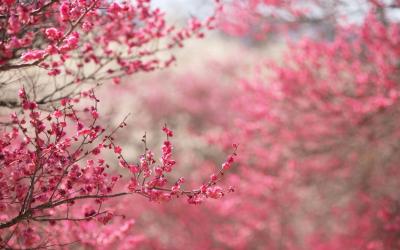 تصویر شماره 12 از آلبوم تصویر زمینه شکوفه های گیلاس (Cherry Blossoms)