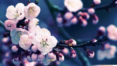 تصویر شماره 55 از آلبوم تصویر زمینه شکوفه های گیلاس (Cherry Blossoms)