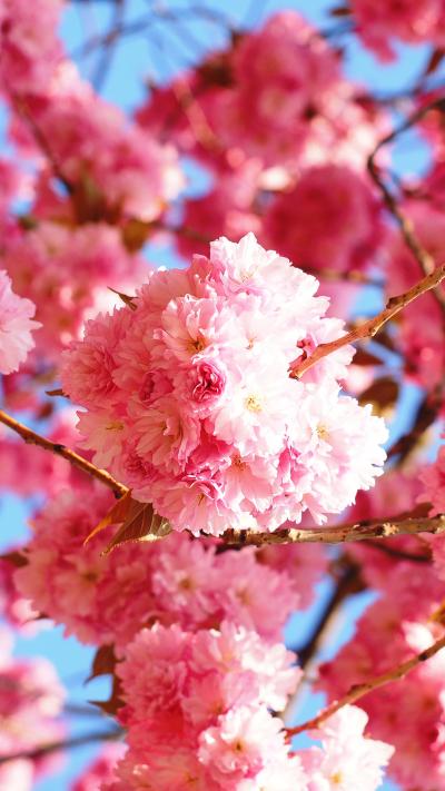 تصویر شماره 8 از آلبوم تصویر زمینه شکوفه های گیلاس (Cherry Blossoms)