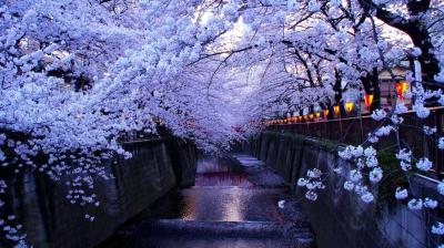 تصویر شماره 52 از آلبوم تصویر زمینه شکوفه های گیلاس (Cherry Blossoms)