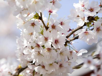 تصویر شماره 50 از آلبوم تصویر زمینه شکوفه های گیلاس (Cherry Blossoms)